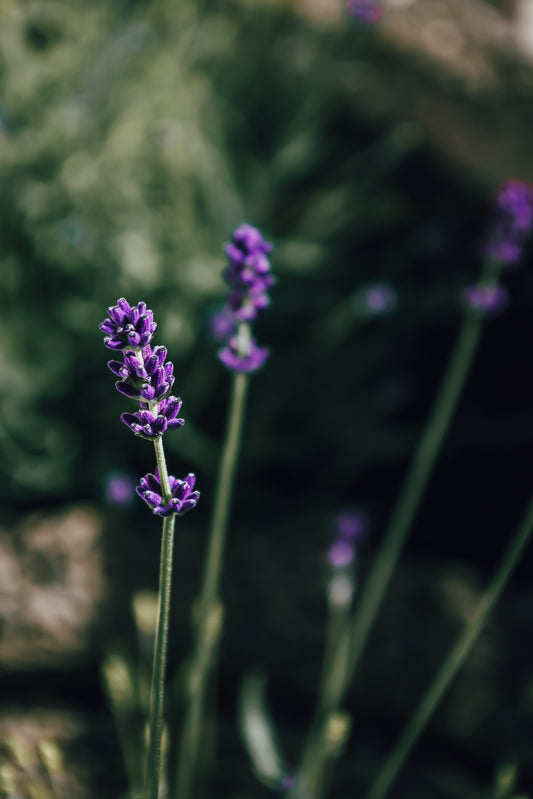 Lavendel — Avslappnande och rogivande